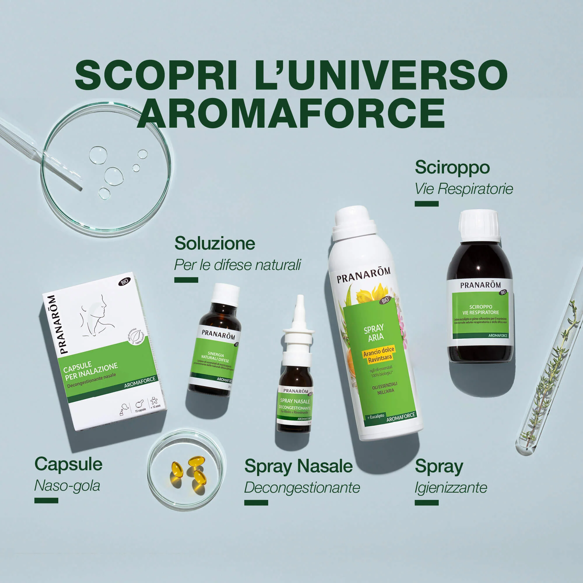 Capsule bronchi - Bio - Image 6